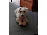 Adopt Billy a Poodle (Standard)  Mixed dog in Valparaiso IN (152