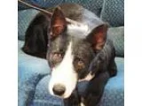 Adopt Rowan a Black - with White Shepherd (Unknown Type)  Mixed 