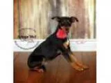 Adopt Cleo a Miniature Pinscher