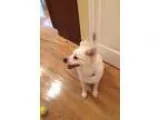 Adopt Eski a American Eskimo Dog
