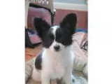 AKC Sparkles