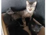 Adopt 17616 (4 Babies) Rescued a Gray Blue or Silver Tabby Domes