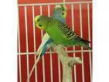 Adopt Budgies (Six available) a Budgie bird in West Fargo ND (14
