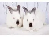 Adopt Harmon and Kimber a Californian
