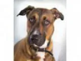 Adopt Banjo a German Shepherd Dog