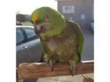 Adopt Gallo (IN FOSTER) a Amazon bird in West Fargo ND (15378548