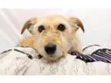 Adopt Chibi a TanYellowFawn - with White Terrier (Unknown Type