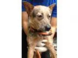 Adopt Penelope a Australian Cattle Dog (Blue Heeler)