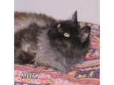 Adopt Misty a All Black Domestic Longhair  Mixed cat in Hot Spri
