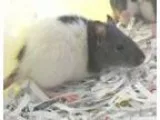 Adopt Aaron a Rat Rat