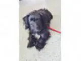 Adopt Ollie a Black - with White Poodle (Miniature) Mixed dog i