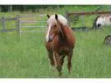 Adorable haflinger for sale