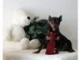 Adopt Cheetoh a Miniature Pinscher