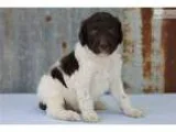 Knox male Standard Poodle