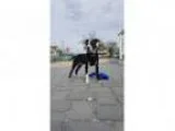 Adopt Maverick Your Top Gun a Black - with White Boxer Mixed d