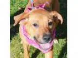 Adopt Bethany Puppy - Adopted a Labrador Retriever Hound