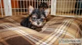 Yorkie  Poodle YorkipooPuppies For Sale
