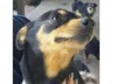Adopt Danny a Dachshund Miniature Pinscher