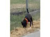 Adopt Peppy a Black - with White Boxer  Pug  Mixed dog in Lewisb
