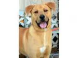 Adopt Horace a TanYellowFawn - with White Labrador Retriever  Mi
