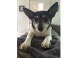 Adopt Rafaela a White - with Black Fox Terrier (Toy)  Mixed dog 