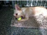 Adopt Truman a Westie West Highland White Terrier  Mixed dog in 