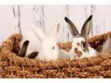 Adopt Christopher CiCi and Cheyenne a English Spot Lop Eared