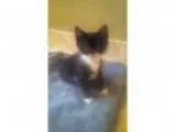 Adopt Baby Paisley a Domestic Short Hair-black and white