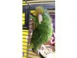 Adopt Julio a Amazon bird in West Fargo ND (14550479)
