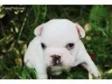 AKC Frenchie