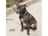 Adopt Max a American Staffordshire Terrier  Mixed dog in Hot Spr