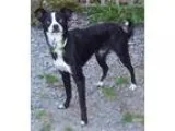 Adopt Pete a Black - with White Papillon  Boston Terrier  Mixed 