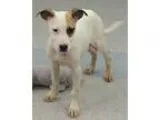 Adopt Penelope a Pointer Whippet