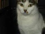 Adopt Piper a Brown Tabby Domestic Shorthair  Mixed (short coat)