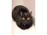 Adopt Mystikal a All Black Domestic Shorthair (short coat) cat i