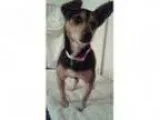 Adopt Tippi a Miniature Pinscher