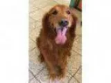 Adopt Buddy a Golden Retriever