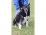 Adopt Jack a Akita  Husky  Mixed dog in Silver Spring MD (156604