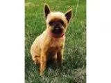 Adopt NIXIE Prairie Village KS a RedGoldenOrangeCh estnut - with