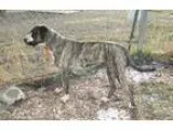 Adopt Bit a Dogo Argentino Black Mouth Cur
