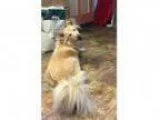 Adopt Snowflake a Golden Retriever Shepherd
