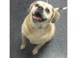 Adopt Mikey a Pug  Mixed dog in Menands NY (15578832)