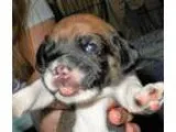Adopt Obstinato(Magdalene) a Tricolor (TanBrown and Black and Wh