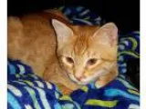 Adopt Sky a Orange or Red Domestic Shorthair  Mixed (short coat)