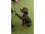 Adopt Spike a GrayBlueSilverSal t and Pepper American Pit Bull T