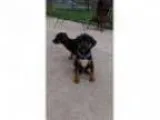 Adopt Turk a Miniature Pinscher Beagle
