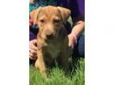 Adopt Emi a BrownChocolate - with Tan Pit Bull Terrier  Labrador