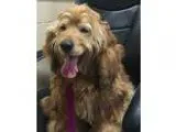 Adopt Reuben - available 522 a TanYellowFawn Cocker Spaniel  Mix