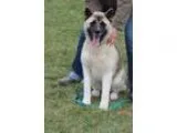 Adopt Sakura a Akita  Mixed dog in Silver Spring MD (15661458)