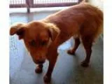 Adopt 19116 Taken Rescued a RedGoldenOrangeCh estnut Golden Retr